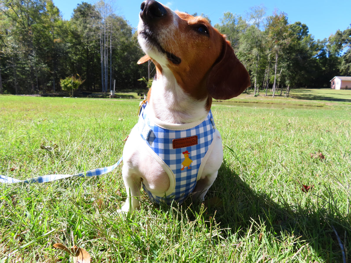 BlueBell Duck Harness