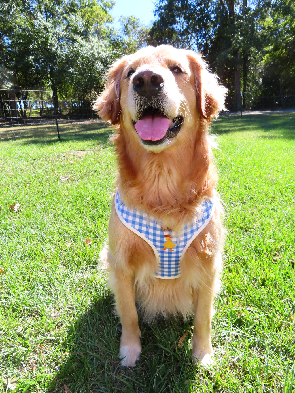 BlueBell Duck Harness