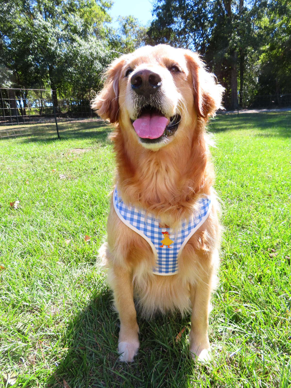 BlueBell Duck Harness