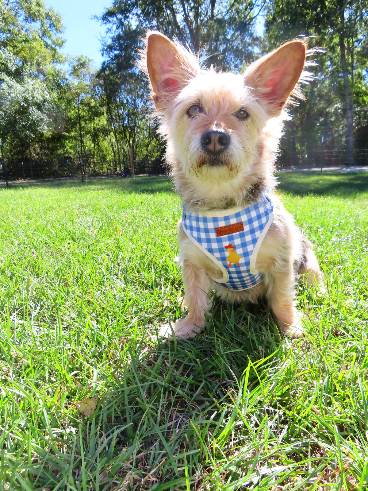 BlueBell Duck Harness