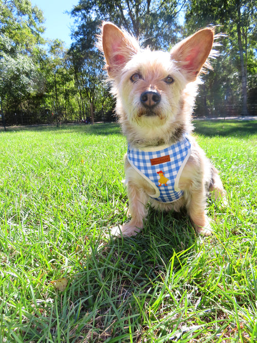 BlueBell Duck Harness
