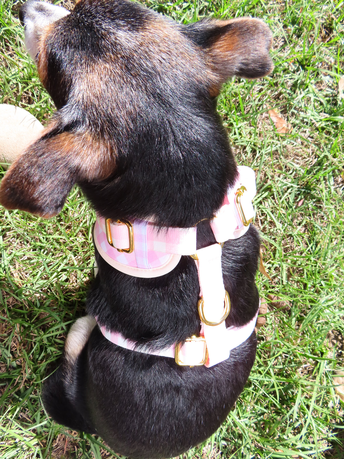 Pink Duck Gingham
